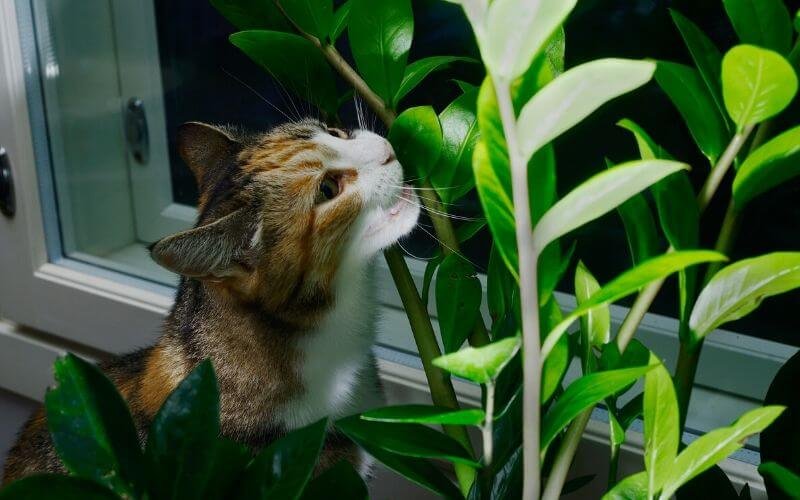 ZZ Plant Toxic to Cats?