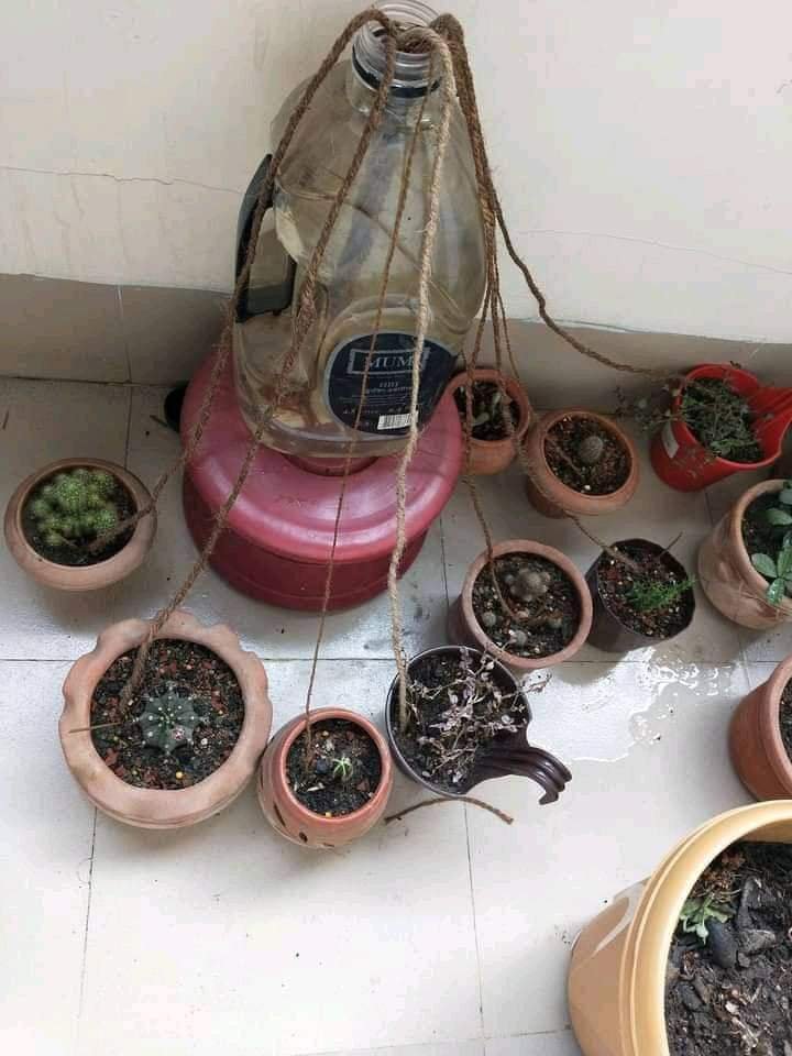 how to water plants when away for a week