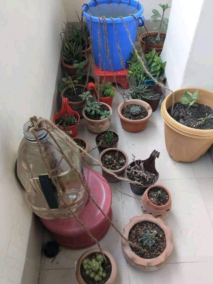 how to water plants when away for a week