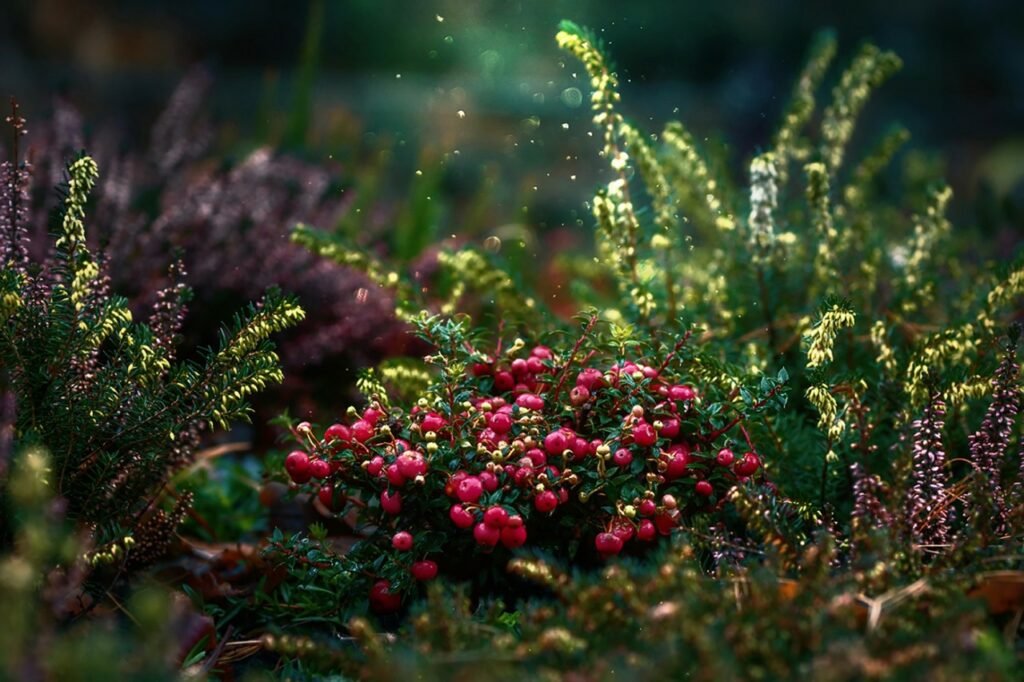 Indoor Plants in Low Light 