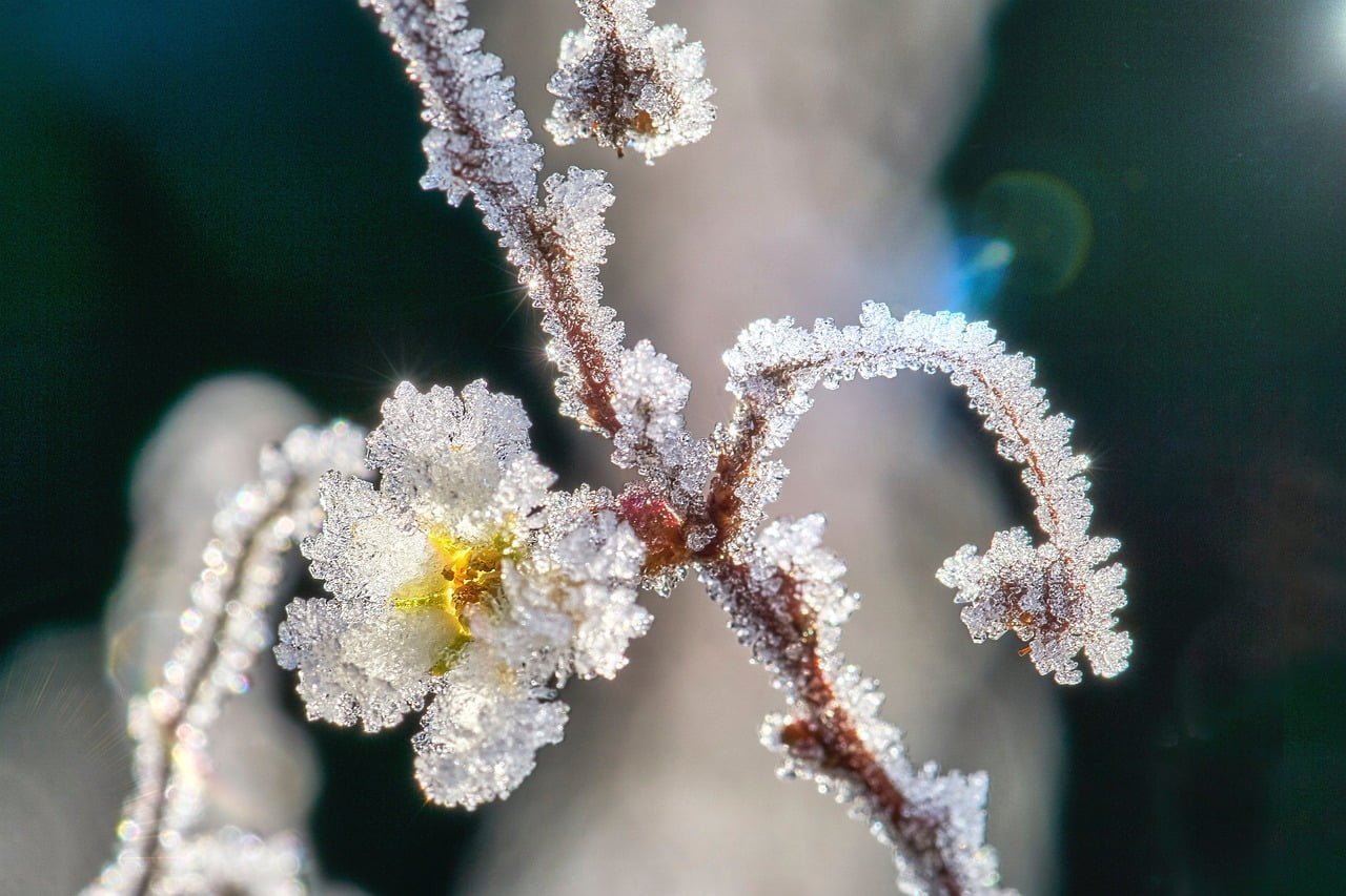 Indoor Plant winter Care