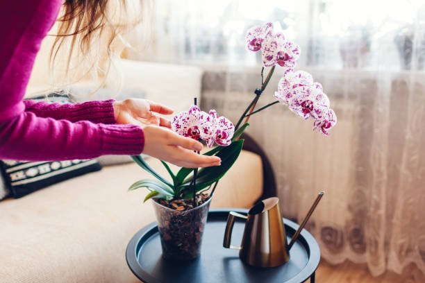 How to regrow an orchid stem