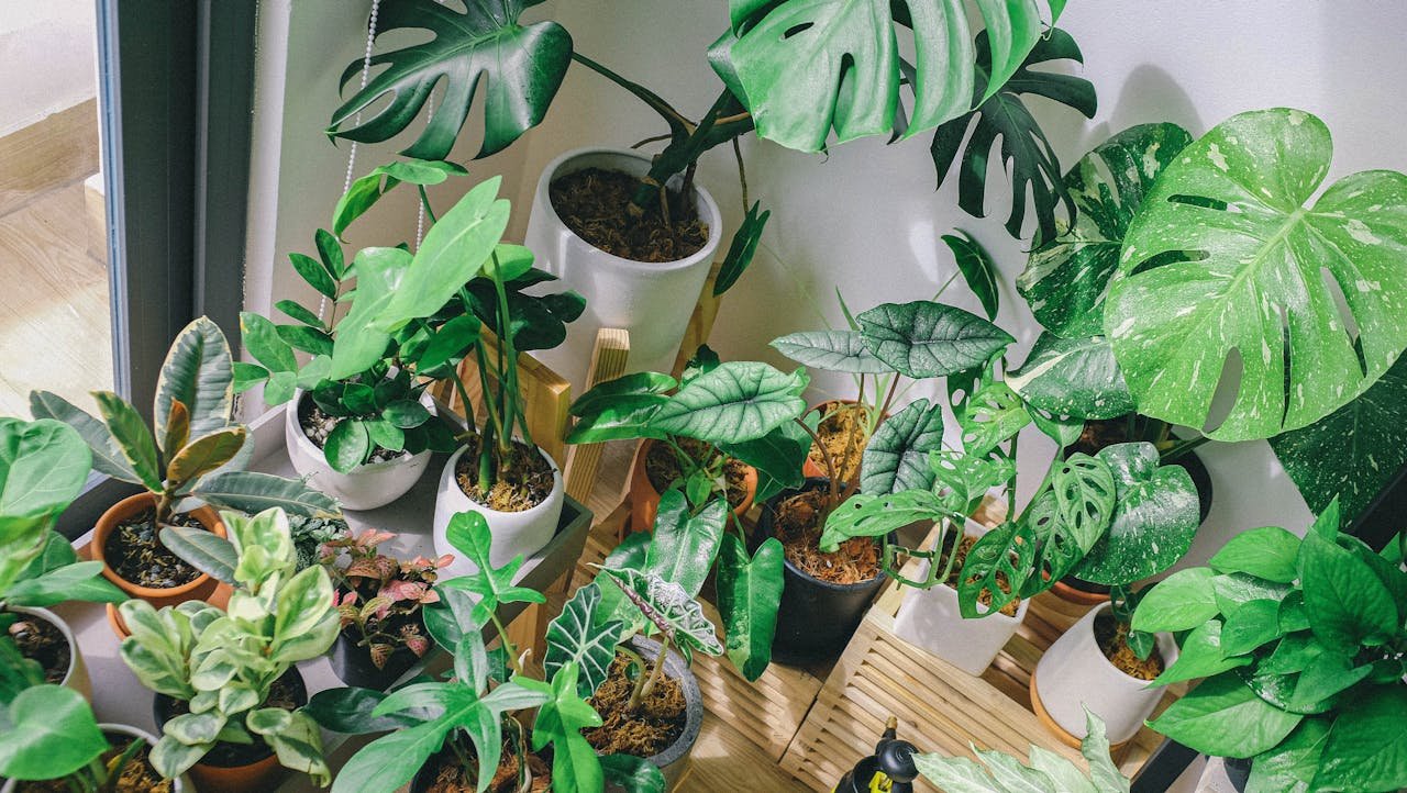 indoor plants