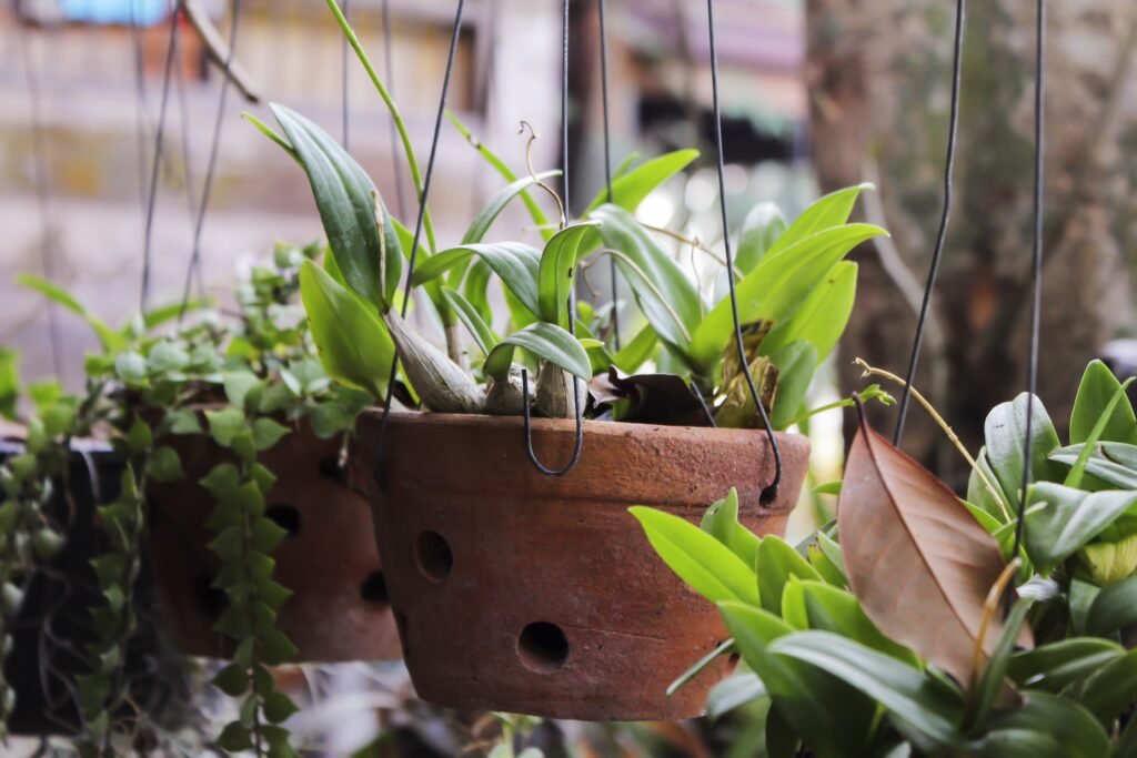 Indoor Plant winter Care