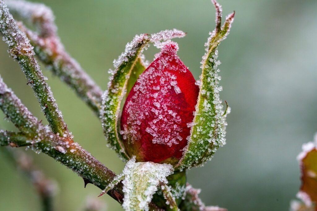 Indoor Plant winter Care