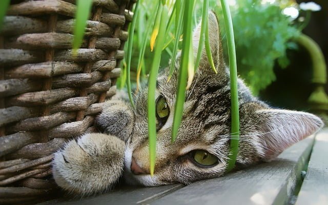 Are Snake Plants Toxic to Cats?