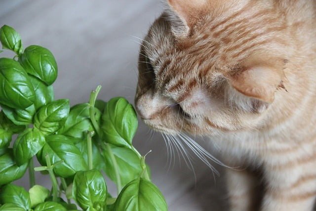 Are Snake Plants Toxic to Cats?