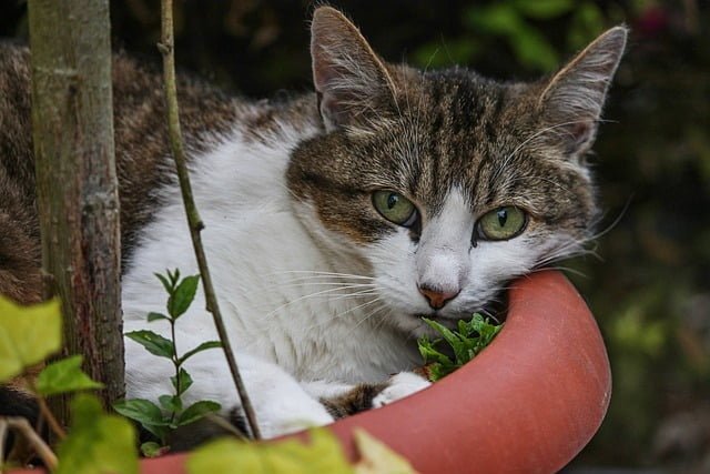 Are Snake Plants Toxic to Cats?