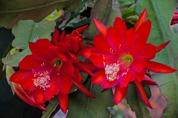 False Christmas Cactus