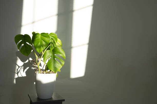 Indoor Plants That Don't Need Sunlight