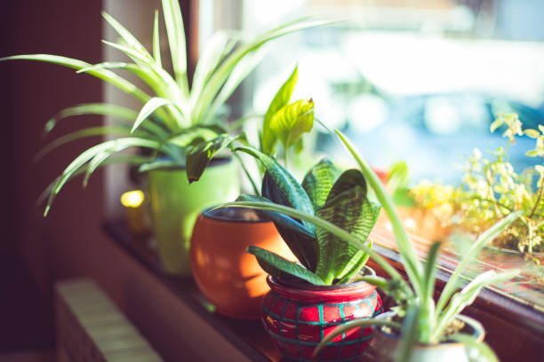 Indoor Plants That Don't Need Sunlight