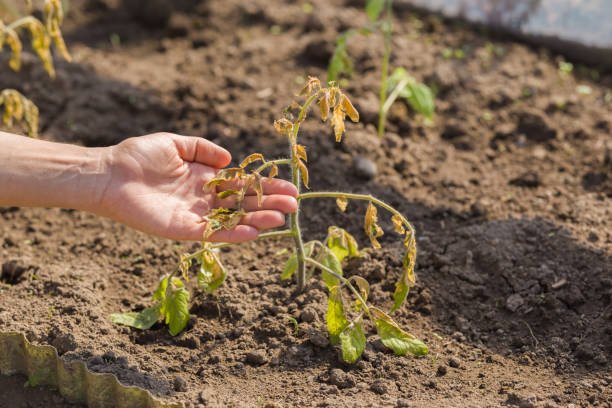 how to diagnose plant problems