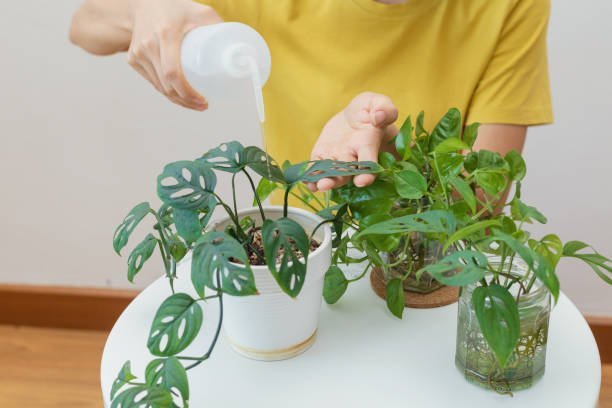 Indoor Plant Problems And Solutions