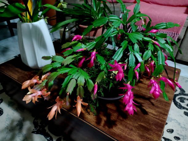 False Christmas Cactus