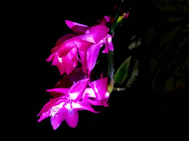 False Christmas Cactus