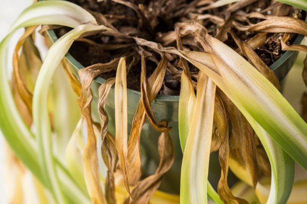 How To Fix Overwatered Plants