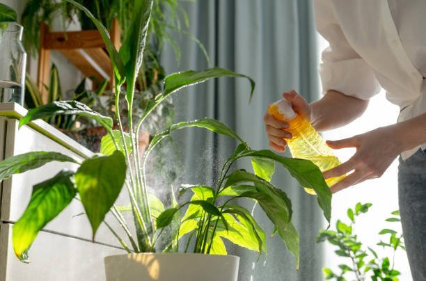 Indoor Plant Problems And Solutions