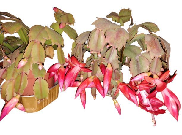 False Christmas Cactus