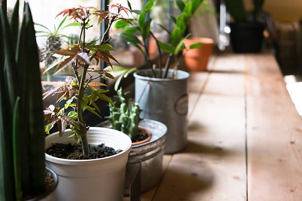 Indoor Plants That Don't Need Sunlight