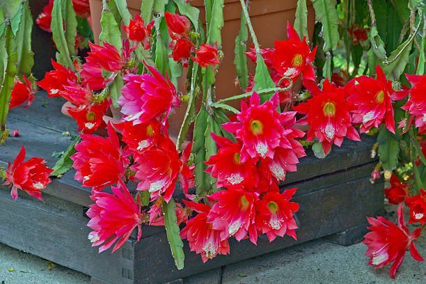 False Christmas Cactus