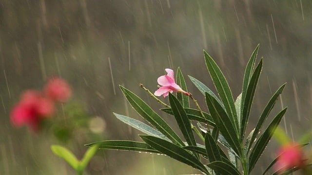 Monsoon Gardening Tips