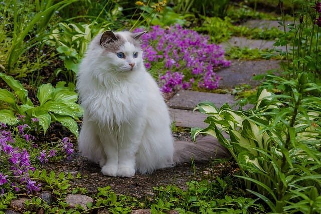 Are Snake Plants Toxic to Cats?