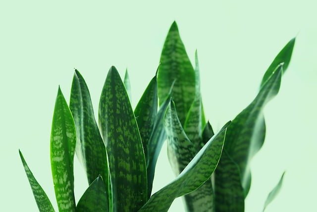 Are Snake Plants Toxic to Cats?