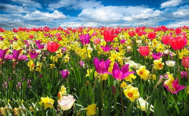 Top 5 Spring Bulbs List