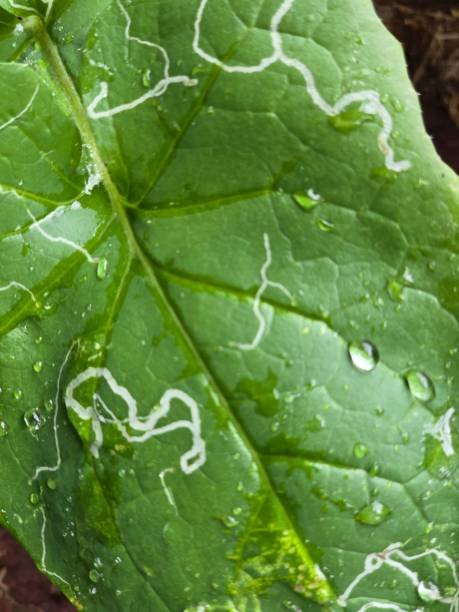 Plant Fungus